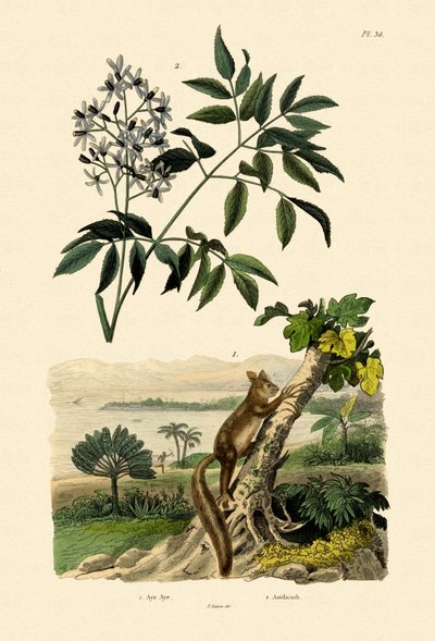 Aye-aye by French School